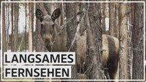 Natur-Dokus in Echtzeit: In Schweden boomt 