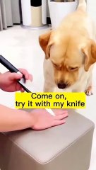 Funniest Animals 2023 Funniest Cats and Dogs part 11