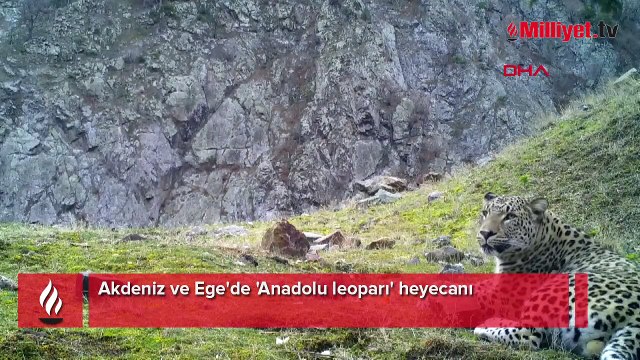 Heyecanlandıran gelişme! Akdeniz ve Ege illerinde Anadolu leoparı