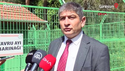 Giresun'da bulunan 3 yavru ayının yeni yuvaları Bursa