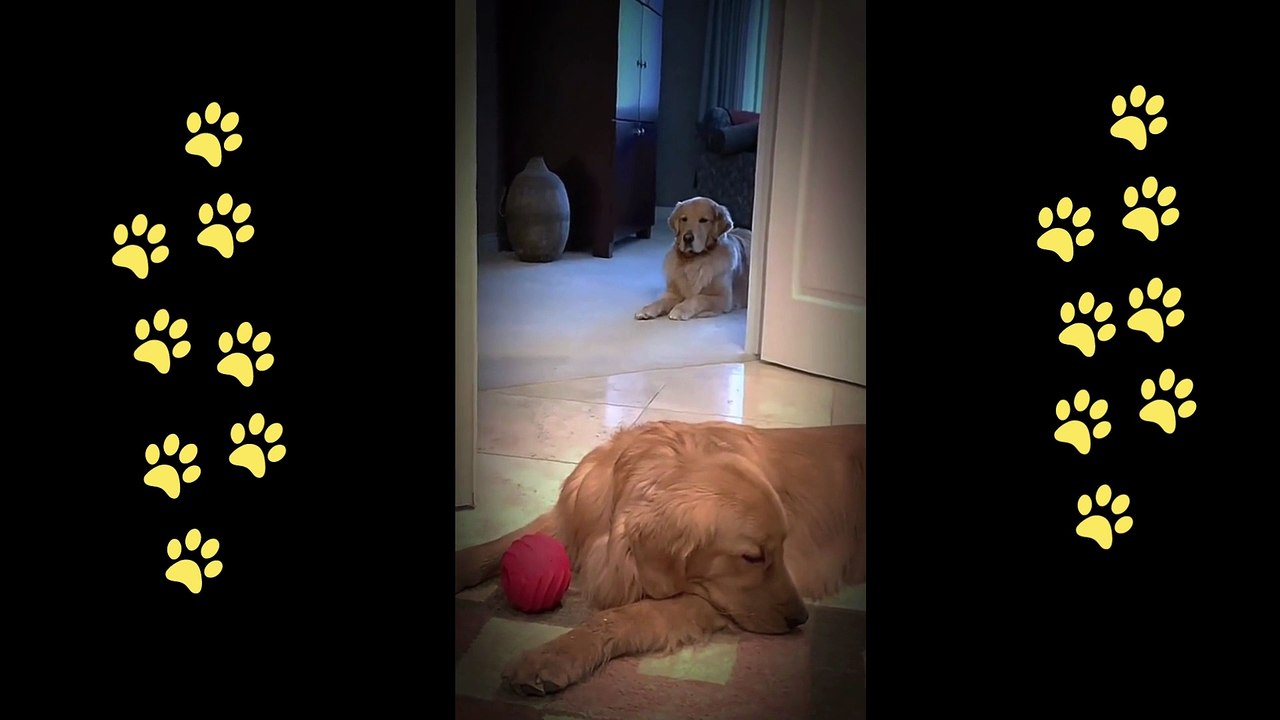 funny reaction of drunk cat