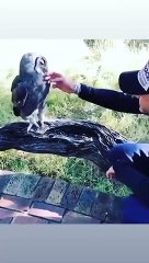 Mauro Icardi'den 'Baykuş' paylaşımı