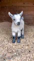 Beautiful Little Goat Baby | Animals Funny Moments | Cute Pets | Funny Animals #animals #pets #goat