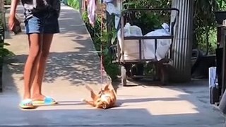 Different funny movement of cat