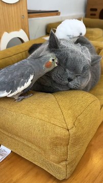 Parrots Are Playing With Cat | Animals Funny Moments | Cute Pets |Funny Animals #animals #pets #cats