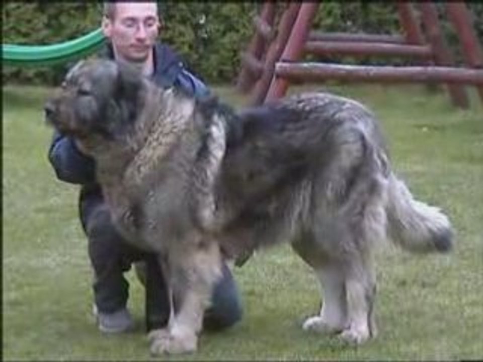 Janka caucasian ovcharka bitch 8 years