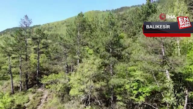 Balıkesir'de Kazdağları yeşilin binbir tonuna ev sahipliği yapıyor