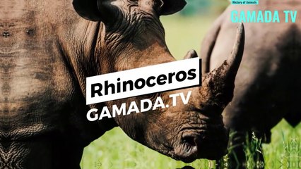 Rhinoceros: an endangered species but not yet doomed