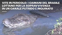 Vite in pericolo i caimani del Brasile lottano per la sopravvivenza in un canale putrido e inquinato