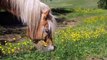 Horse _ Beach _ Forest _ Animal _ Free HD Videos - footage(720P_HD)