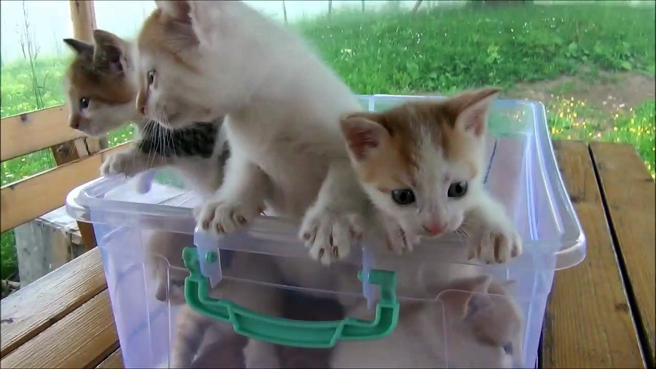 Kittens meowing (too much cuteness) - All talking at the same time ...