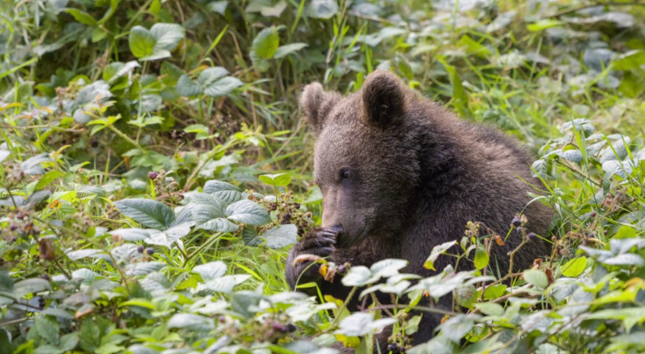 Oberbayern: Erneut Braunbär gesichtet
