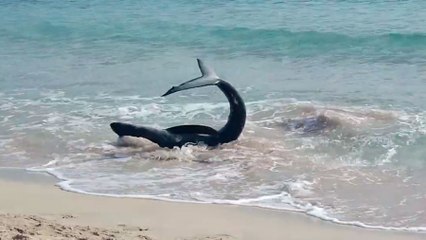 Cierran una playa de Menorca por la presencia de un tiburón