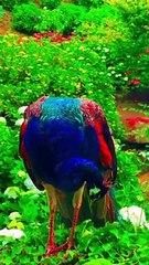 peacocks