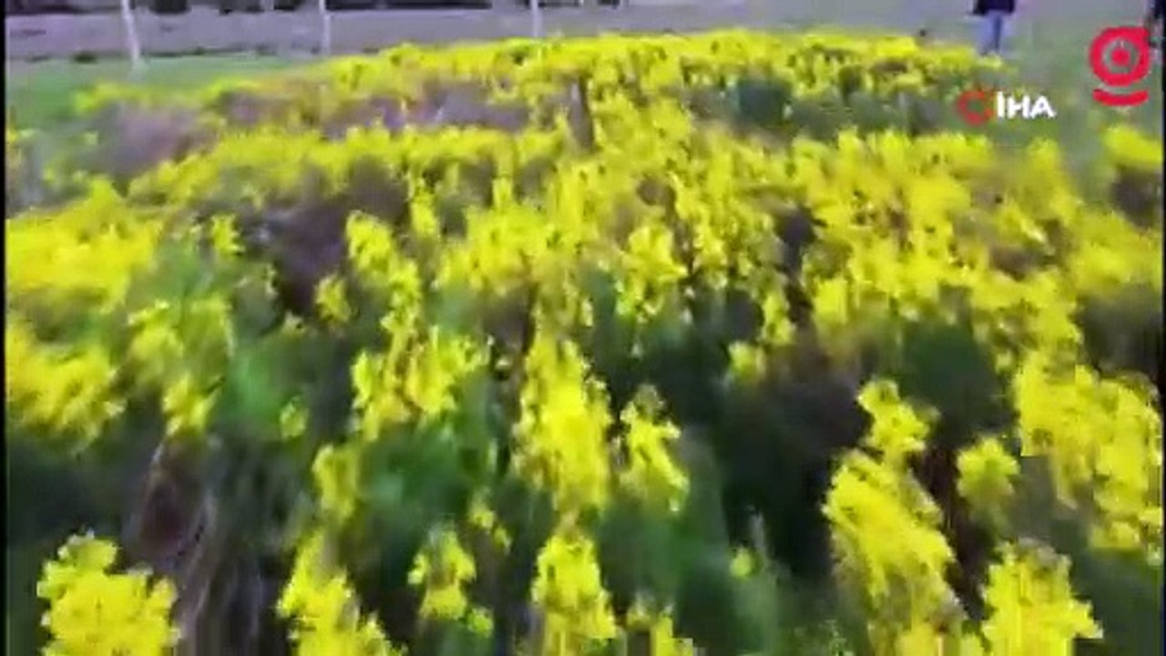 Dünyada bir tek bu bölgede yetişen çiçeği koparmanın cezası dudak uçuklatıyor