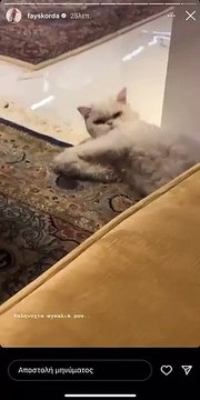 Το βίντεο της Φαίης Σκορδά με τον γάτο της μετά τον θάνατό του