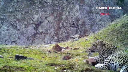 'Anadolu leoparı' heyecanı! İşte fotokapana yansıyan o görüntüler