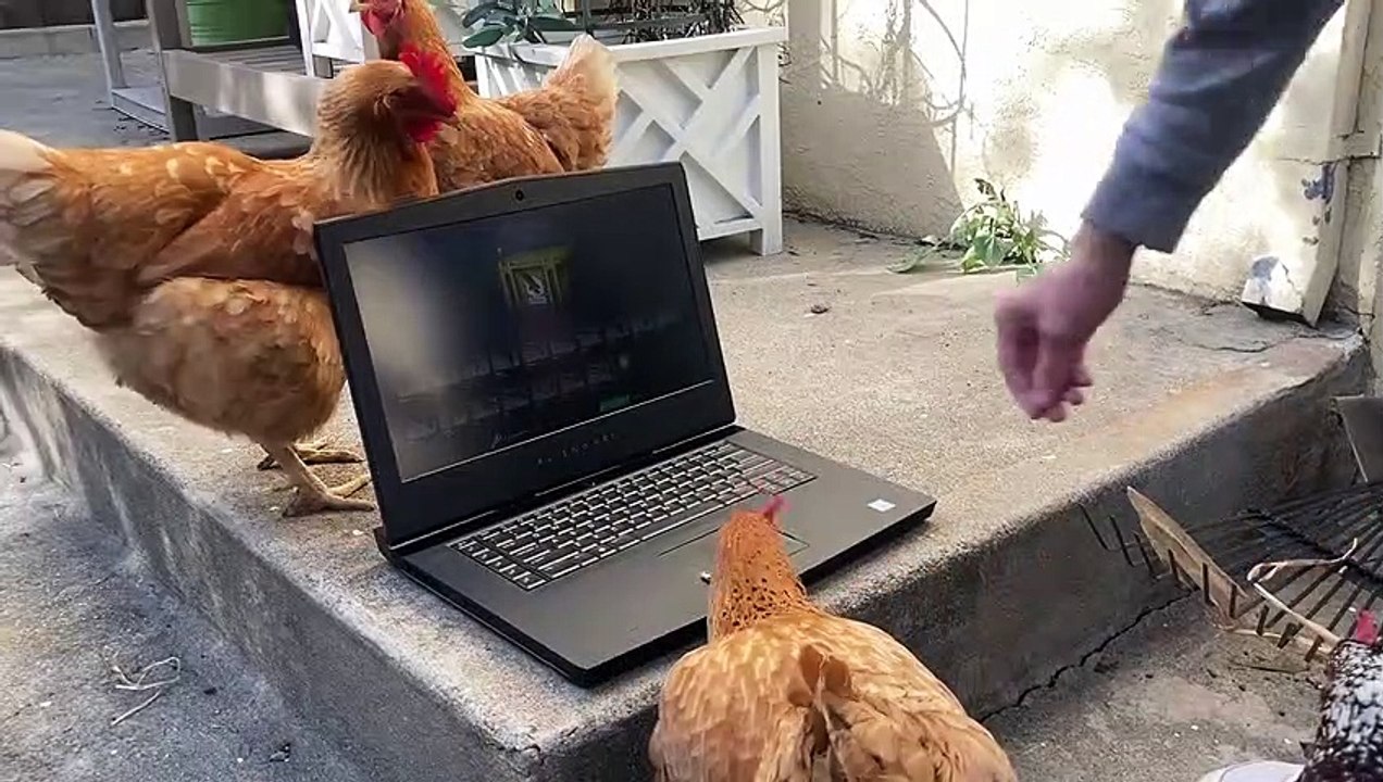 Chicken opens CS_GO y windows se peta
