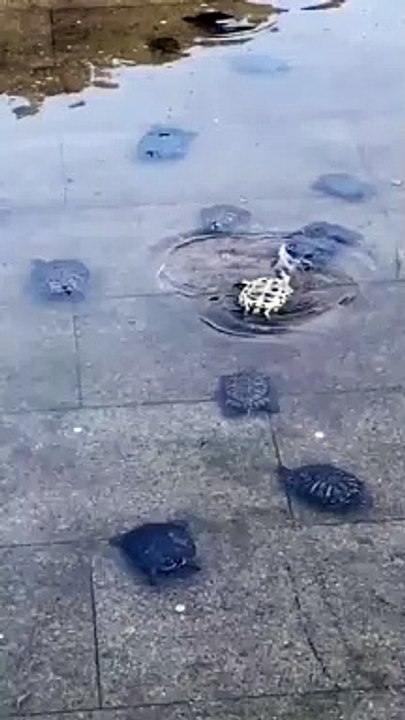 Tortugas que se ayudan