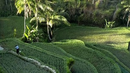 views rice padded in Indonesia