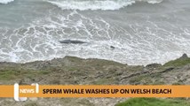 Wales headlines 9th May: Whale washes up on Welsh beach