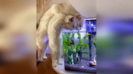 New Funny Videos 2023  Cutest Cats and Dogs  Part 3