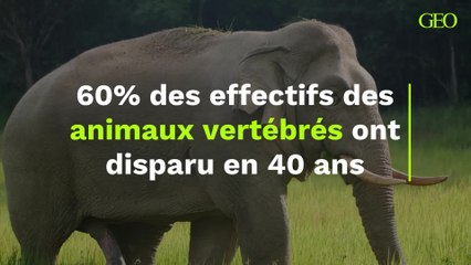 60% des effectifs des animaux vertébrés ont disparu en 40 ans