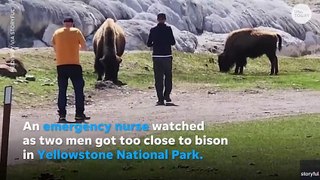 Nurse visiting Yellowstone anxiously watches as men try to touch bison _ USA TODAY