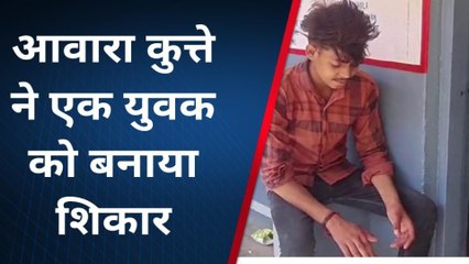 बिजनौर: गर्मी बढ़ते ही डॉग अटैक के मामलों में हुई बढ़ोतरी, सरकारी अस्पताल पहुंच लोग