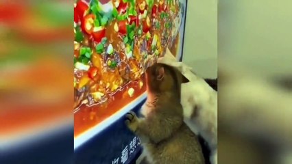 New Funny Videos 2023  Cutest Cats and Dogs  Part 4