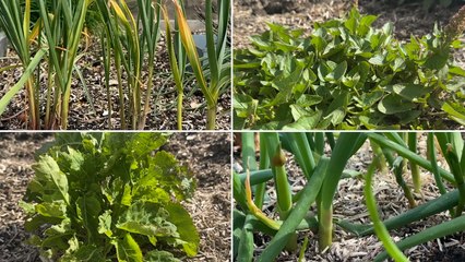 Roland Motte, jardinier : plantez des légumes perpétuels