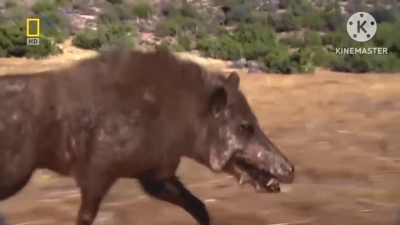 Bloodthirsty Wild animals