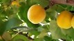 Yellow Apricot | Farm House Apricot