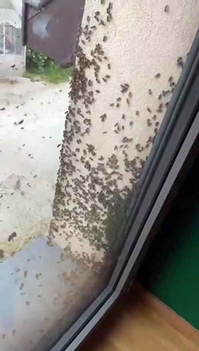 L'essaimage des abeilles peut être assez impressionnant