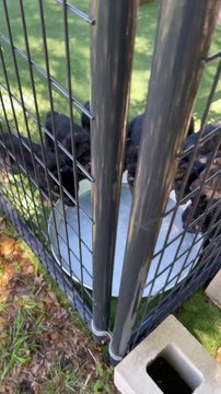 German Shepherd Puppies Drinking ASMR