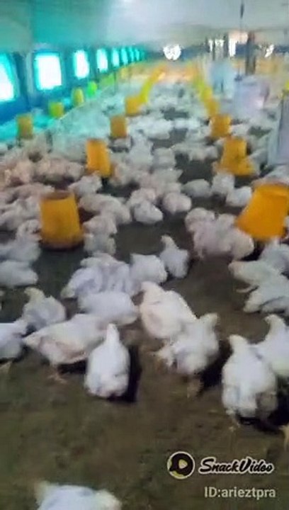 My farm