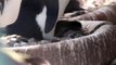 Rare penguin chick hatches at Edinburgh Zoo