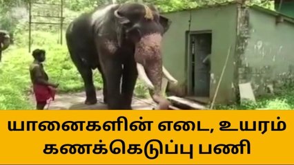 கூடலூர்: யானைகளின் எடை, உயரம் கணக்கெடுப்பு பணி