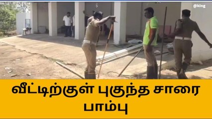 தூத்துக்குடி: வீட்டிற்குள் புகுந்த சாரை பாம்பு-மிரண்டுபோன குடும்பம்