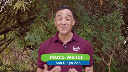 This Golden Eagle Is Really Showing Off Her Predator Side