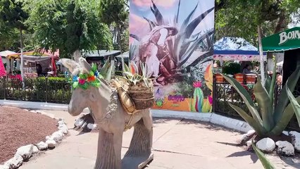 Burrolandia: El lugar donde los asnos son admirados, consentidos y celebrados