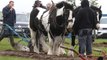 Ballycastle Horse Ploughing Society May Day competition