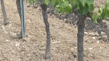 En el Penedés dan por perdida el 40% de la uva por la sequía