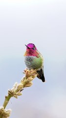 Beautiful Sighting Of Anna's Hummingbird