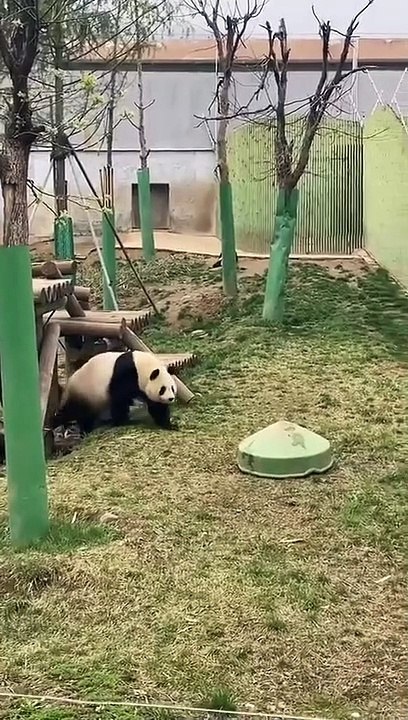 Funny panda