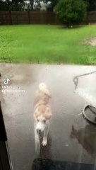 Ce chien hésite avant de rentrer... et booom