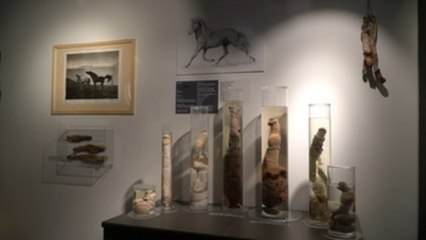 La Faloteca Nacional de Islandia, el museo de penes más completo del mundo