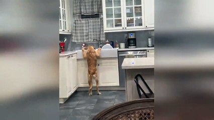 New Funny Videos 2023  Cutest Cats and Dogs  Part 10