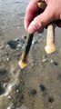 Pulling Mysterious Creatures Out Of The Sand