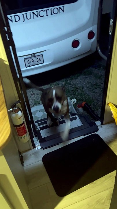 Grand Theft Doggo